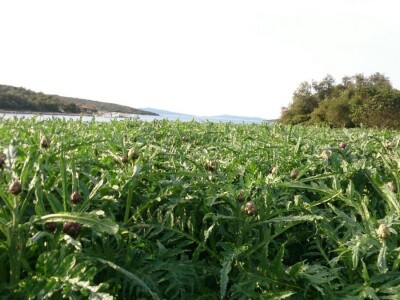 Opg Maja Sučić: Iskrčila djedovinu i uz prvi red do mora podigla plantažu artičoka