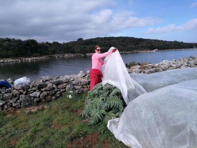 Opg Maja Sučić: Iskrčila djedovinu i uz prvi red do mora podigla plantažu artičoka