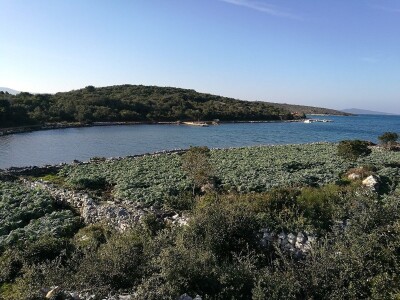 Opg Maja Sučić: Iskrčila djedovinu i uz prvi red do mora podigla plantažu artičoka