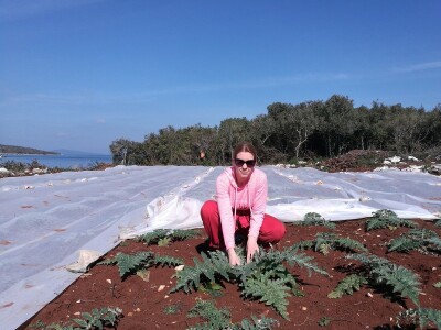 Opg Maja Sučić: Iskrčila djedovinu i uz prvi red do mora podigla plantažu artičoka