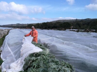 Opg Maja Sučić: Iskrčila djedovinu i uz prvi red do mora podigla plantažu artičoka
