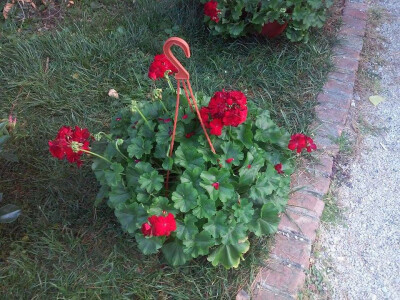 Poseban poklon i ukras za vaš balkon Poseban poklon i ukras za vaš balkon