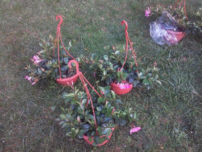 Ukrasite svoje balkone - proljeće je! Ukrasite svoje balkone - proljeće je!