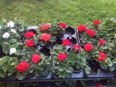 Crveno cvijeće za zaljubljene Crveno cvijeće za zaljubljene