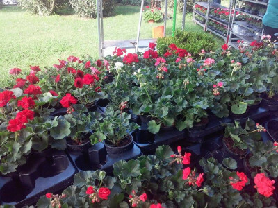 Vidi se briga o svakoj biljci Vidi se briga o svakoj biljci