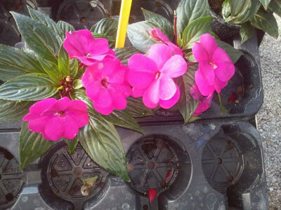 Ako želite cvijeću dati na važnosti odlučite se za ovu vrstu i boju Ako želite cvijeću dati na važnosti odlučite se za ovu vrstu i boju