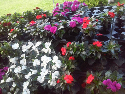 Sve boje su u nizu Sve boje su u nizu