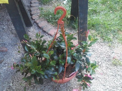 Nenametljiva, a opet zanimljiva vrsta cvijeća