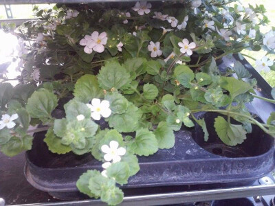 Mali cvjetovi za one koji vole minimalizam Mali cvjetovi za one koji vole minimalizam