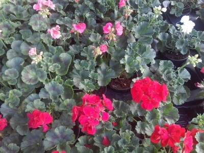 Od roze do crvene