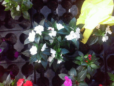 Svaki cvijet ima svoju namjenu i prigodu Svaki cvijet ima svoju namjenu i prigodu