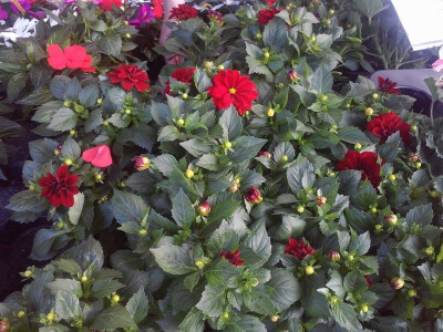 Osim cvijeta, listovi sutakođer atrakcija Osim cvijeta, listovi sutakođer atrakcija