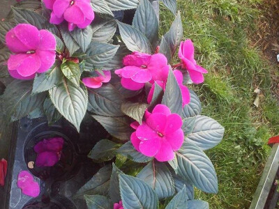 Pravi dokaz da je proljeće stiglo Pravi dokaz da je proljeće stiglo