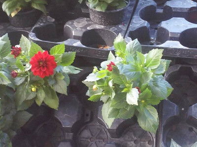 Za one koji vole cvijeće u crvenoj boji Za one koji vole cvijeće u crvenoj boji