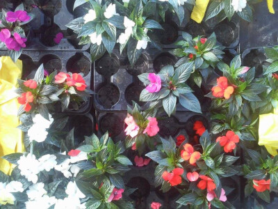 Prava proljetna razglednica Prava proljetna razglednica