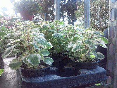 Svaka od biljki je zavidno primjetna i dobro očuvana Svaka od biljki je zavidno primjetna i dobro očuvana