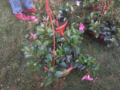 Ružičaste cipelice, ružičasto cvijeće! Ružičaste cipelice, ružičasto cvijeće!