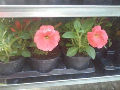 Posebno lijepa vrsta cvijeća Posebno lijepa vrsta cvijeća