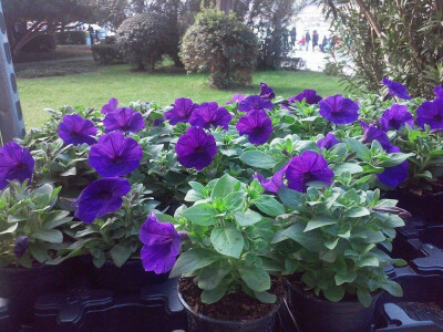 Ljubičasti zagrljaj zdrave prirode Ljubičasti zagrljaj zdrave prirode