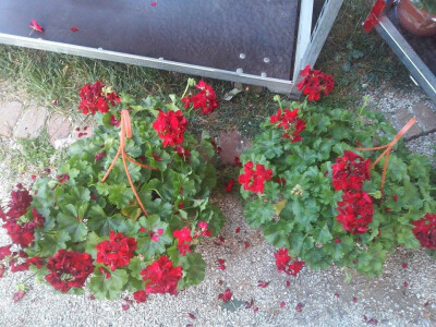 Crveni cvijet ne krije svoju primjetnost Crveni cvijet ne krije svoju primjetnost