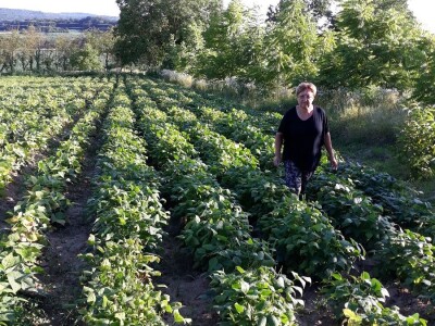 OPG Marija Vukobratović OPG Marija Vukobratović