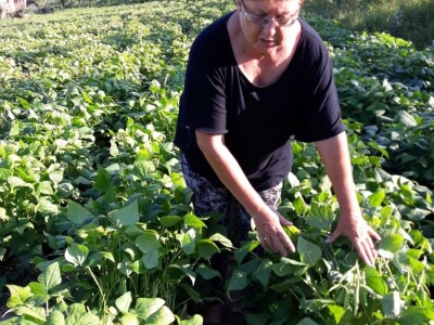 OPG Marija Vukobratović OPG Marija Vukobratović