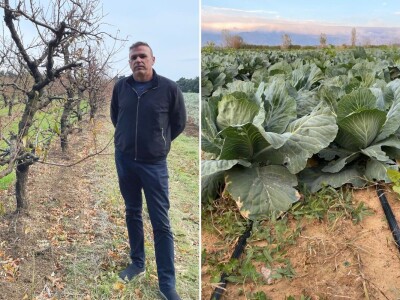 OPG Batur Marijo - proizvodnja voća, povrća i maslina