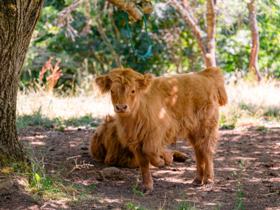 OPG Marinko Vukobratović