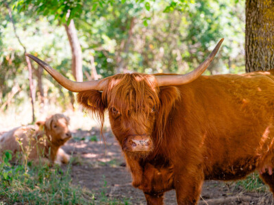OPG Marinko Vukobratović