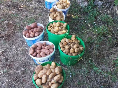 OPG Mario Lagator - žetva lavande