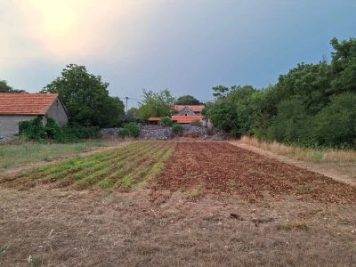 OPG Mario Lagator - žetva lavande
