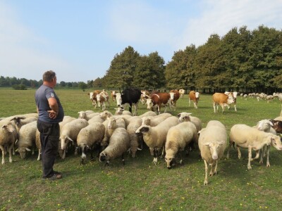 Pašnjak Dragana Marjanovića