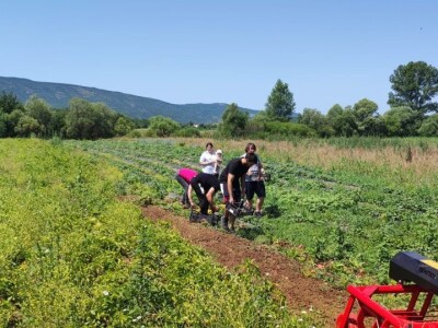 OPG Marko iz Gradaca