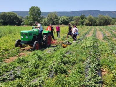 OPG Marko iz Gradaca
