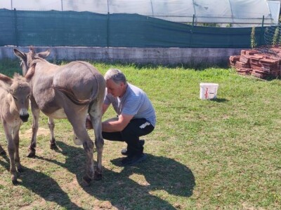 OPG Marko iz Gradaca