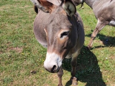 OPG Marko iz Gradaca