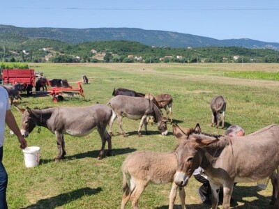 OPG Marko iz Gradaca