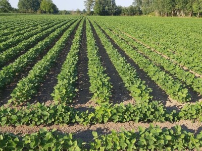 OPG MARKO MAKAREVIĆ