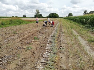 OPG MARKO MAKAREVIĆ