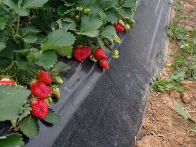 OPG Mate Erceg - Vrgoračka jagoda