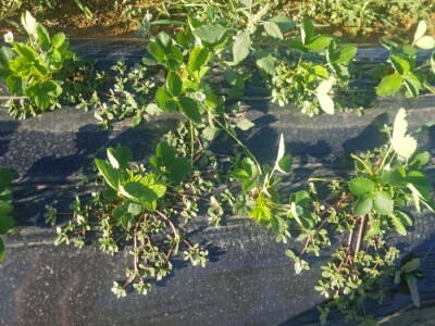 OPG Mate Erceg - Vrgoračka jagoda