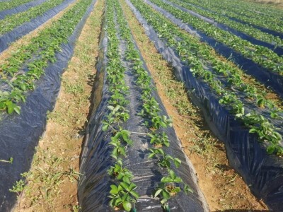 OPG Mate Erceg - Vrgoračka jagoda