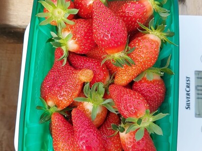 OPG Mate Erceg - Vrgoračka jagoda