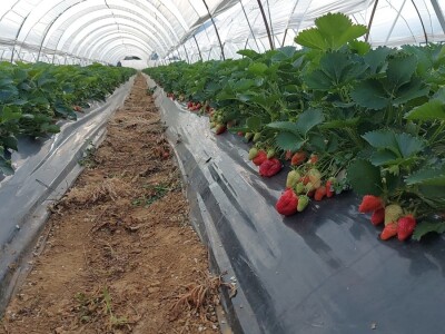 OPG Mate Erceg - Vrgoračka jagoda