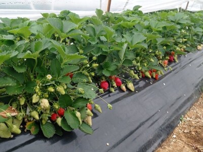 OPG Mate Erceg - Vrgoračka jagoda