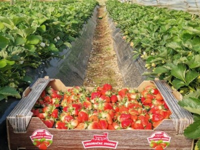 OPG Mate Erceg - Vrgoračka jagoda