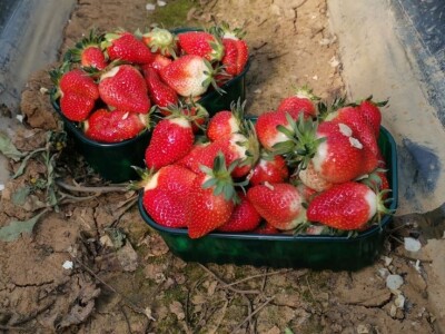 OPG Mate Erceg - Vrgoračka jagoda