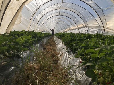 OPG Mate Erceg - Vrgoračka jagoda