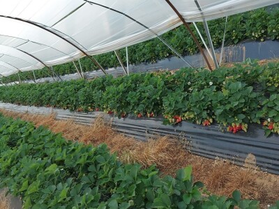 OPG Mate Erceg - Vrgoračka jagoda