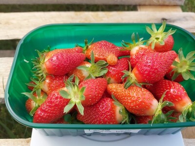 OPG Mate Erceg - Vrgoračka jagoda